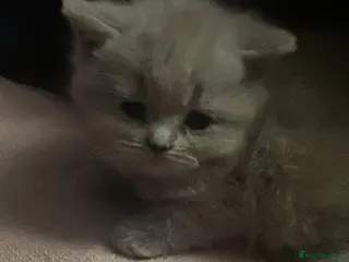 British Shorthair cats Lilac British Shorthair Kittens – Ready Soon! - Advert 11