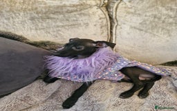 Italian Greyhound dogs for sale: KC reg  Italian greyhound puppies  - Image 13