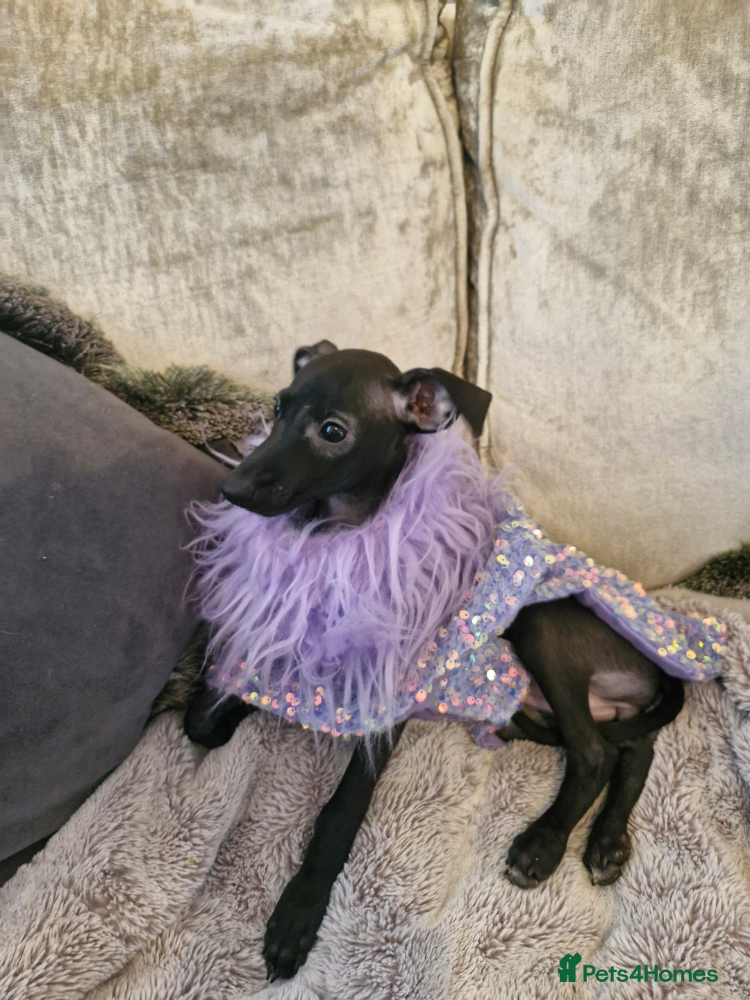 Italian Greyhound dogs for sale: KC reg  Italian greyhound puppies  - Image 13