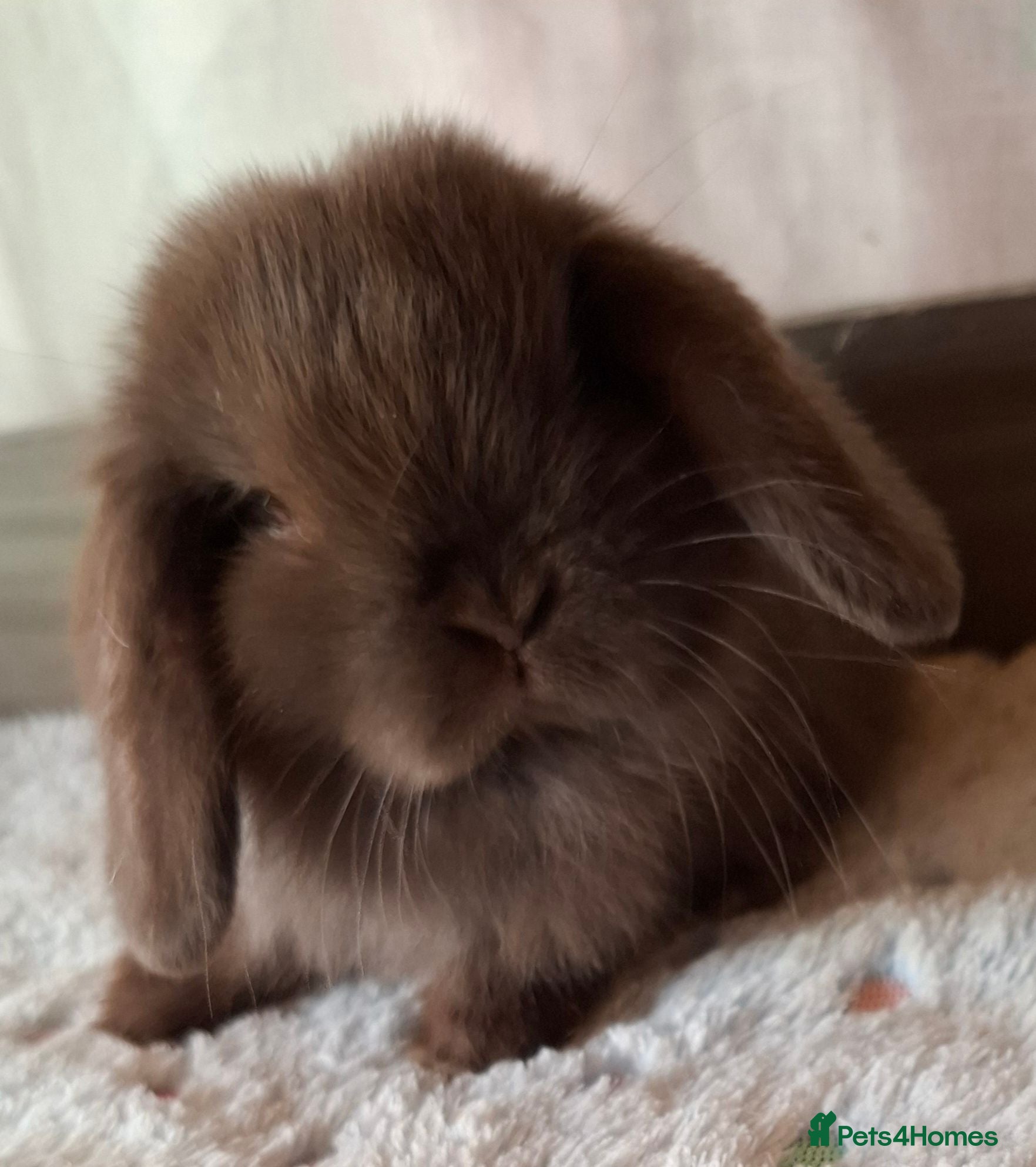 Mini Lop rabbits Various ages - Advert 20