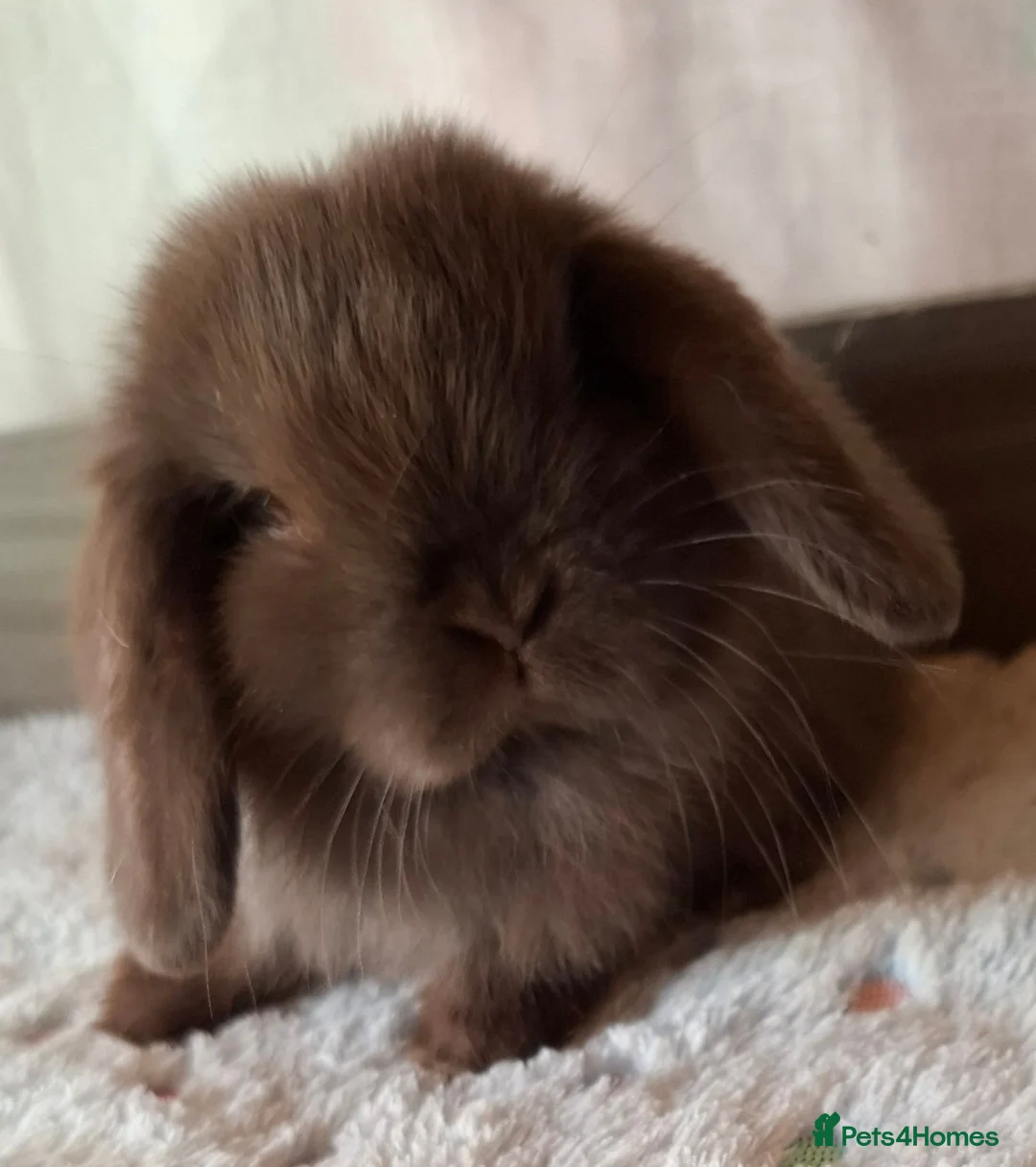 Mini Lop rabbits for sale: Various ages - Advert 2