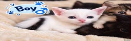 Mixed Breed cats for sale: Beautiful, Loving Kittens Seeking Forever Homes 🐾 in Kingswinford - Advert 2