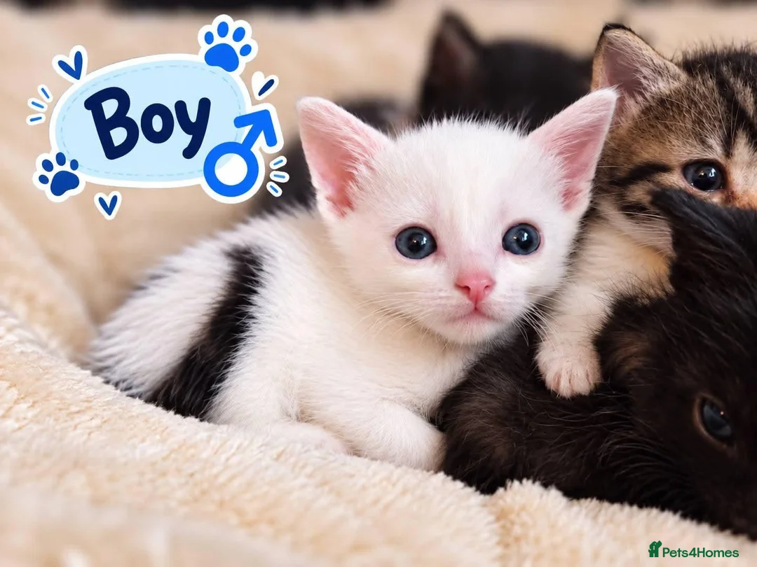 Mixed Breed cats for sale: Beautiful, Loving Kittens Seeking Forever Homes 🐾 in Kingswinford - Advert 2