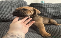 Cane Corso dogs for sale: 5 beautiful cane corso puppies nearly ready to go  - Image 11