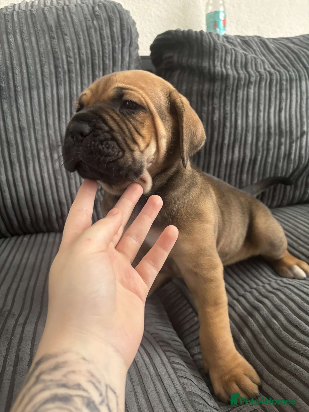 Cane Corso dogs for sale: 5 beautiful cane corso puppies nearly ready to go  - Image 11