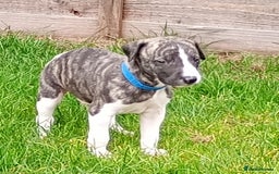 Whippet dogs for sale: Quality KC reg Whippet Puppies - Image 34