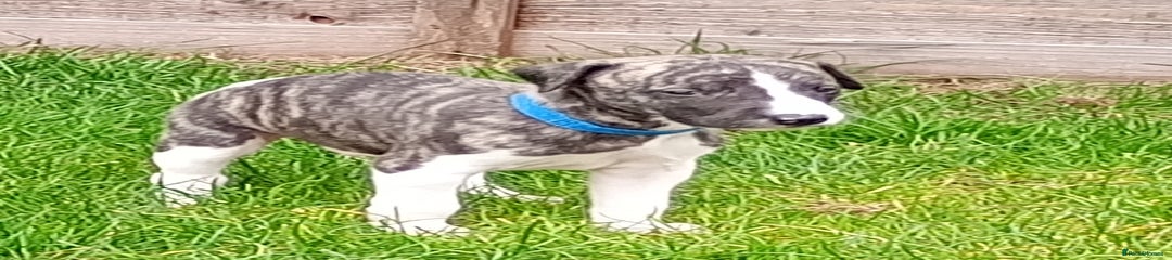 Whippet Puppy 4