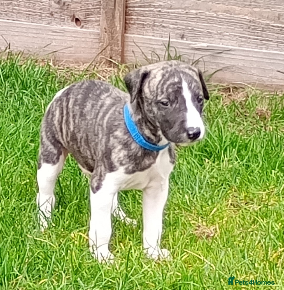 Whippet dogs for sale: Quality KC reg Whippet Puppies - Image 34