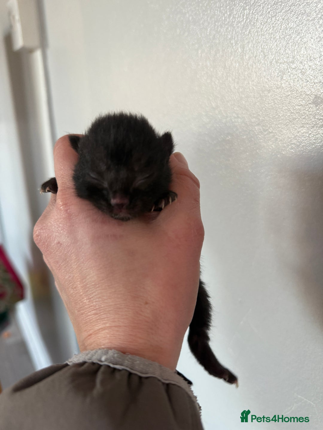 Domestic Shorthair cats for sale: Beautiful kittens available  - Advert 3