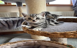 British Shorthair cats for sale: ❤️💙 GORGEOUS SILVER TABBY BSH CHAMPION LINES 💙❤️ - Image 12