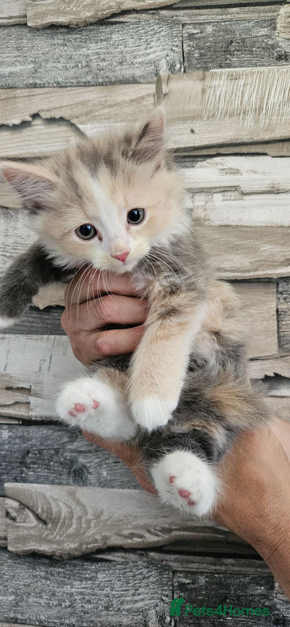 Mixed Breed cats Rare Diluted Kittens READY - Advert 6