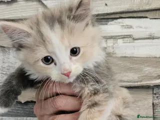 Mixed Breed cats Rare Diluted Kittens READY - Advert 13