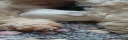 Chipoo dogs for sale: Chipoo pups for sale  - Advert 17