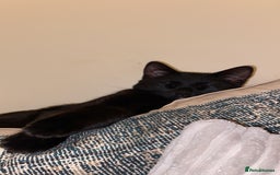 Mixed Breed cats for sale: 9 month old kitten  in Aldershot - Image 5