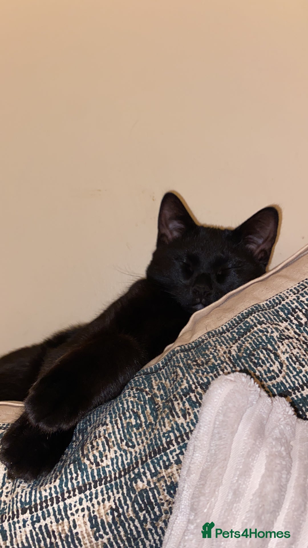 Mixed Breed cats for sale: 9 month old kitten  in Aldershot - Image 5