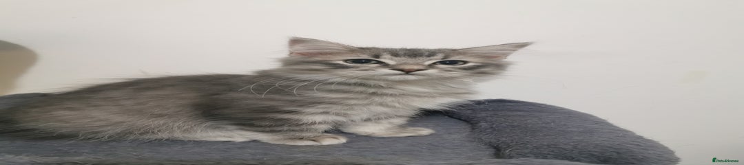 Ragdoll Kitten 1