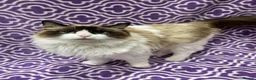 Ragdoll cats for sale: Stunning Ragdoll Kittens GCCF registered/Pedigree - Advert 22