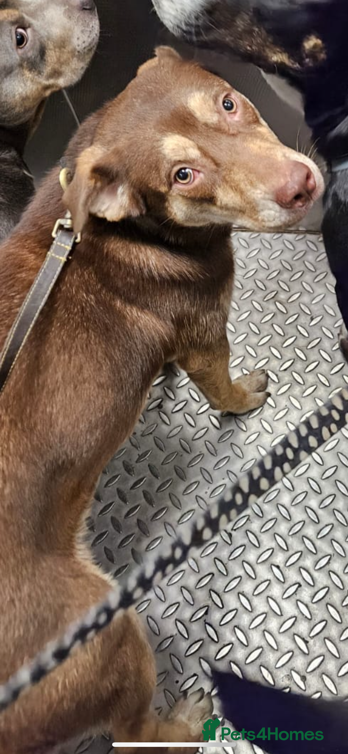 Mixed Breed dogs Beautiful female Husky x cane corso - Advert 3