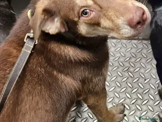 Mixed Breed dogs Beautiful female Husky x cane corso - Advert 1