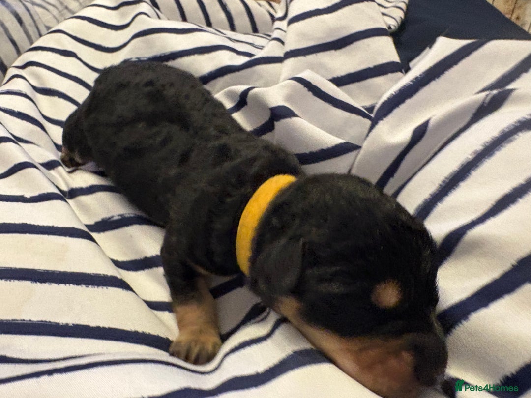 Mixed Breed dogs for sale: Doxie poo puppies - Image 15