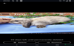 Mini Lop rabbits for sale: Lionhead, mini lop and baby mini lop in Selby - Image 1