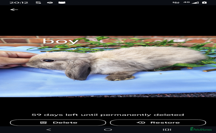 Mini Lop rabbits for sale in Selby - Advert 1