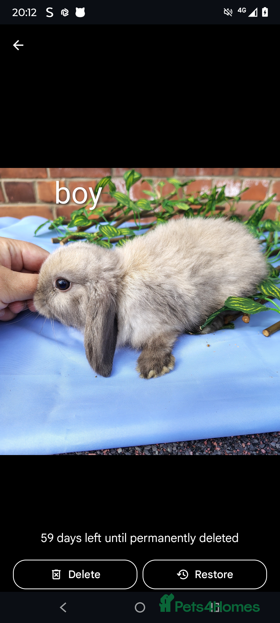 Mini Lop rabbits for sale: Lionhead, mini lop and baby mini lop in Selby - Image 1