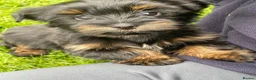 Yorkshire Terrier dogs for sale: York Terrier ,Black Tan - Advert 27