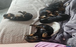 Sprocker dogs for sale: Three gorgeous girls for sale ❤️ - Image 9