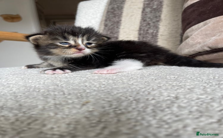 Maine Coon cats - Advert 1