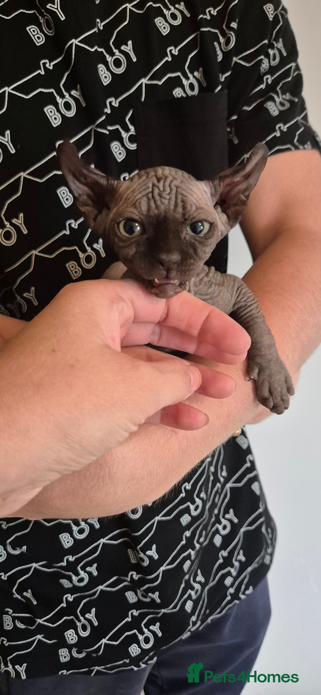 Sphynx cats for sale: Silver elf and black little babies - Image 1