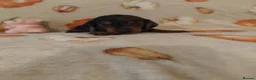 Miniature Dachshund dogs for sale: Miniat Dachshund puppy READY TO LEAVE  - Advert 29