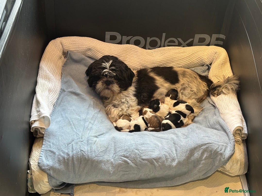 Shih Tzu dogs for sale: Beautiful litter of 6 Shih Tuz pups  - Advert 8