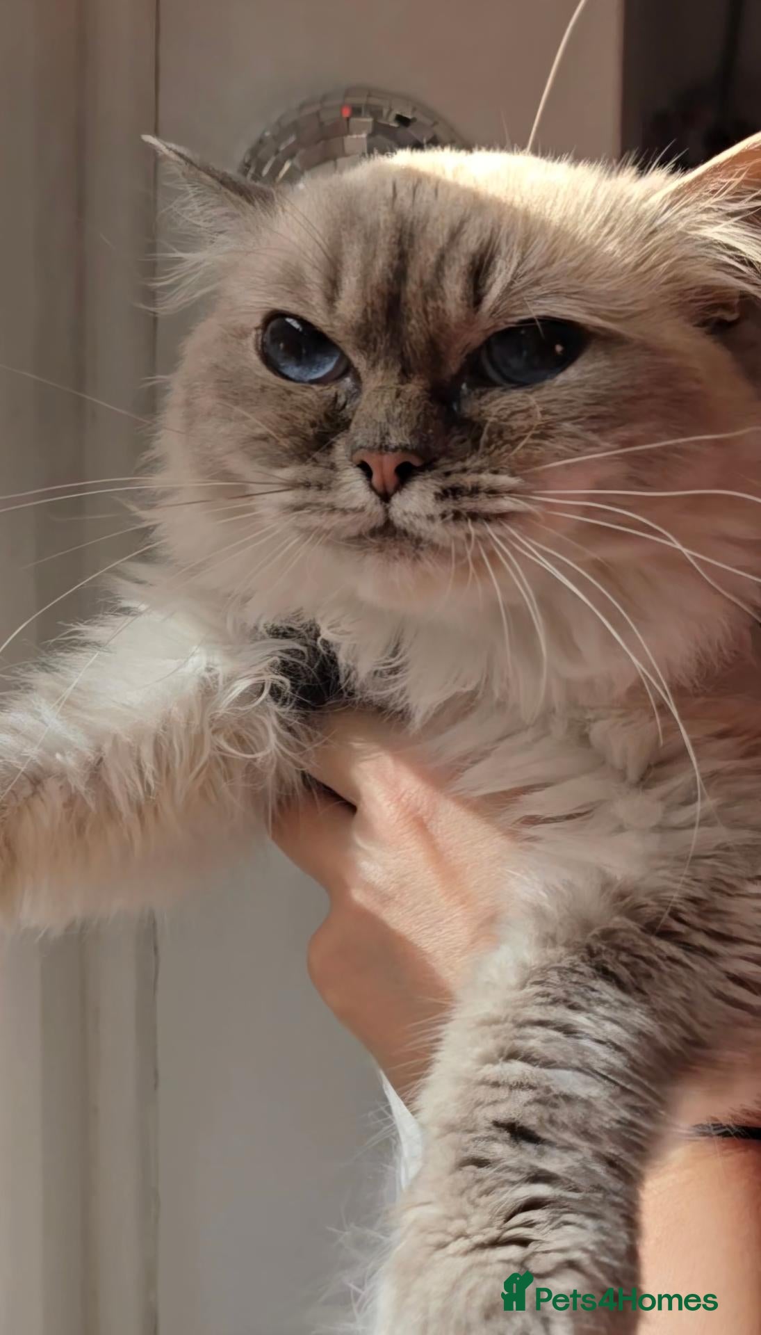 Ragdoll cats Almost 4 years old ragdoll cat - Advert 3