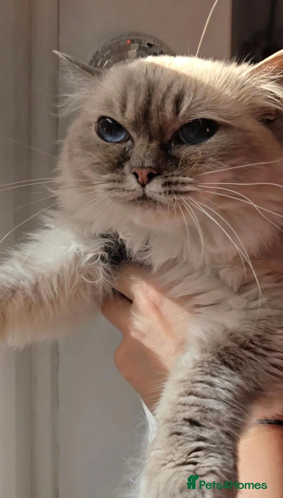 Ragdoll cats for sale: Almost 4 years old ragdoll cat - Advert 1