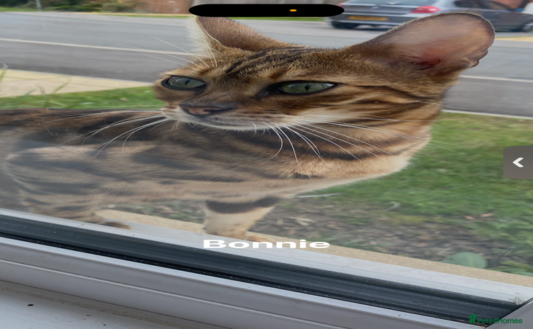 Bengal cats - Advert 11