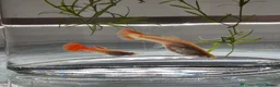 Catfish fish for sale: Aquarium fish, shrimp, and plants. WIDE selection - Advert 20