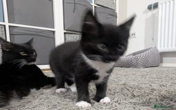 Domestic Shorthair cats for sale: Domestic longhair kittens - Image 13