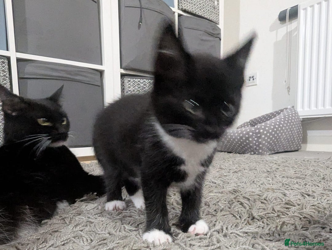 Domestic Shorthair cats for sale: Domestic longhair kittens - Image 13