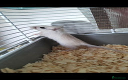 Gerbil rodents for sale: friendly - Image 3