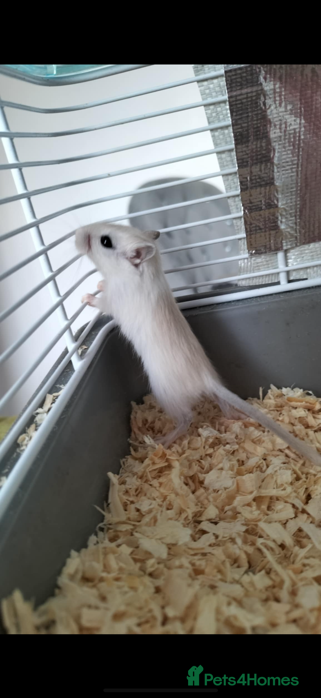 Gerbil rodents for sale: friendly - Image 3