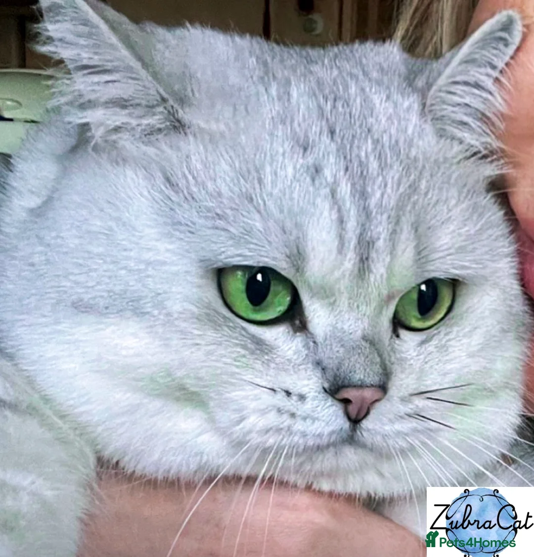 British Shorthair cats for stud: ACTIVE reg 𝑮𝑪𝑪𝑭/TICA BSH CHINCHILLA 🏆 in Ilford - Advert 7