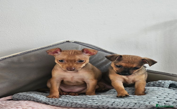 Russian Toy Terrier dogs - Advert 1