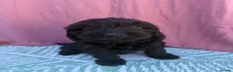 Cockapoo dogs for sale: Adorable F1 PRA clear cockapoo puppies READY TO GO - Advert 22