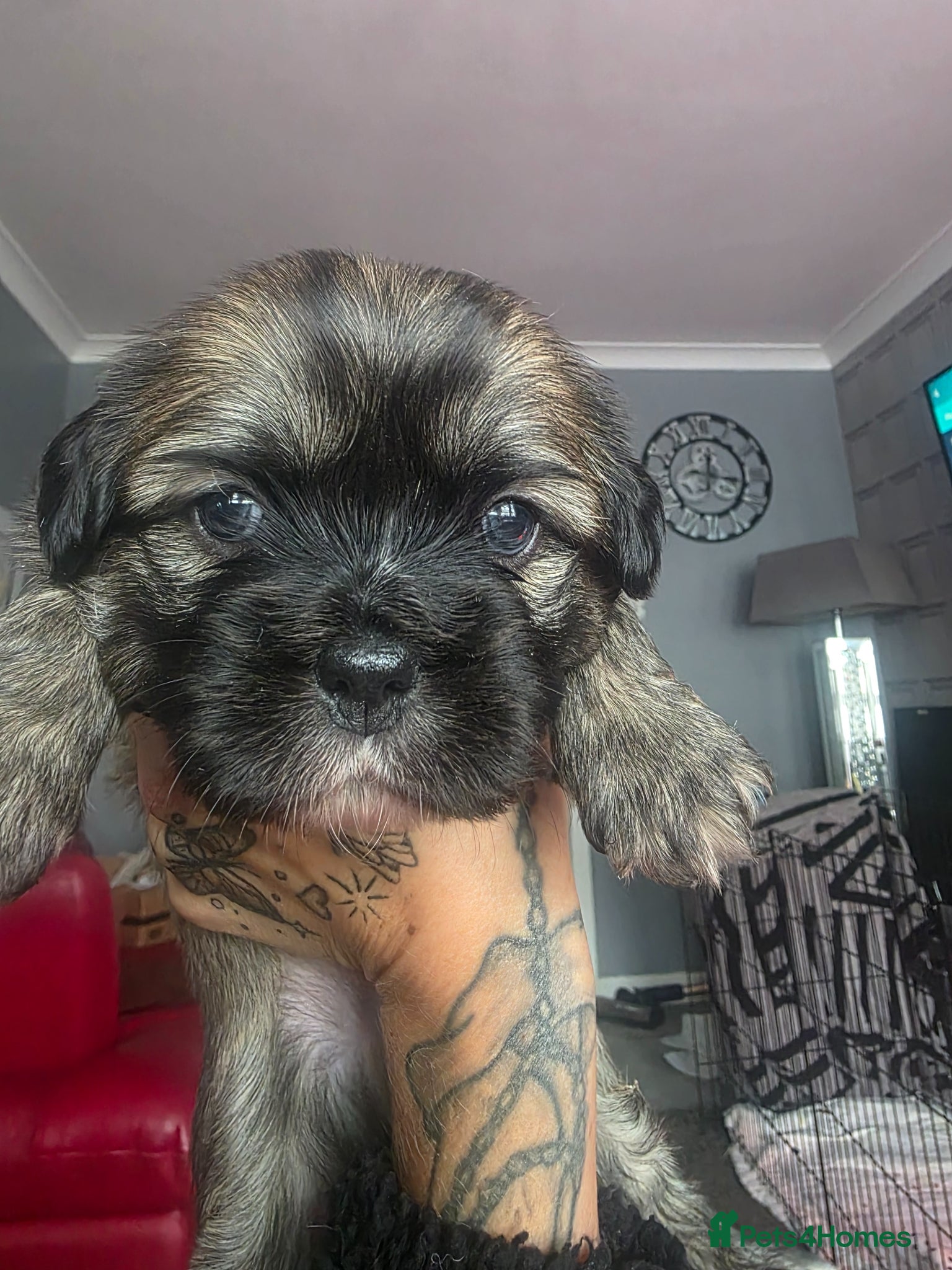 Mixed Breed dogs French Bull Tzu. - Advert 17