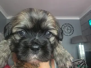 Mixed Breed dogs French Bull Tzu. - Advert 17