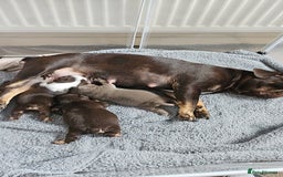 Frug dogs for sale: Frug Puppies Ready Now - Advert 9