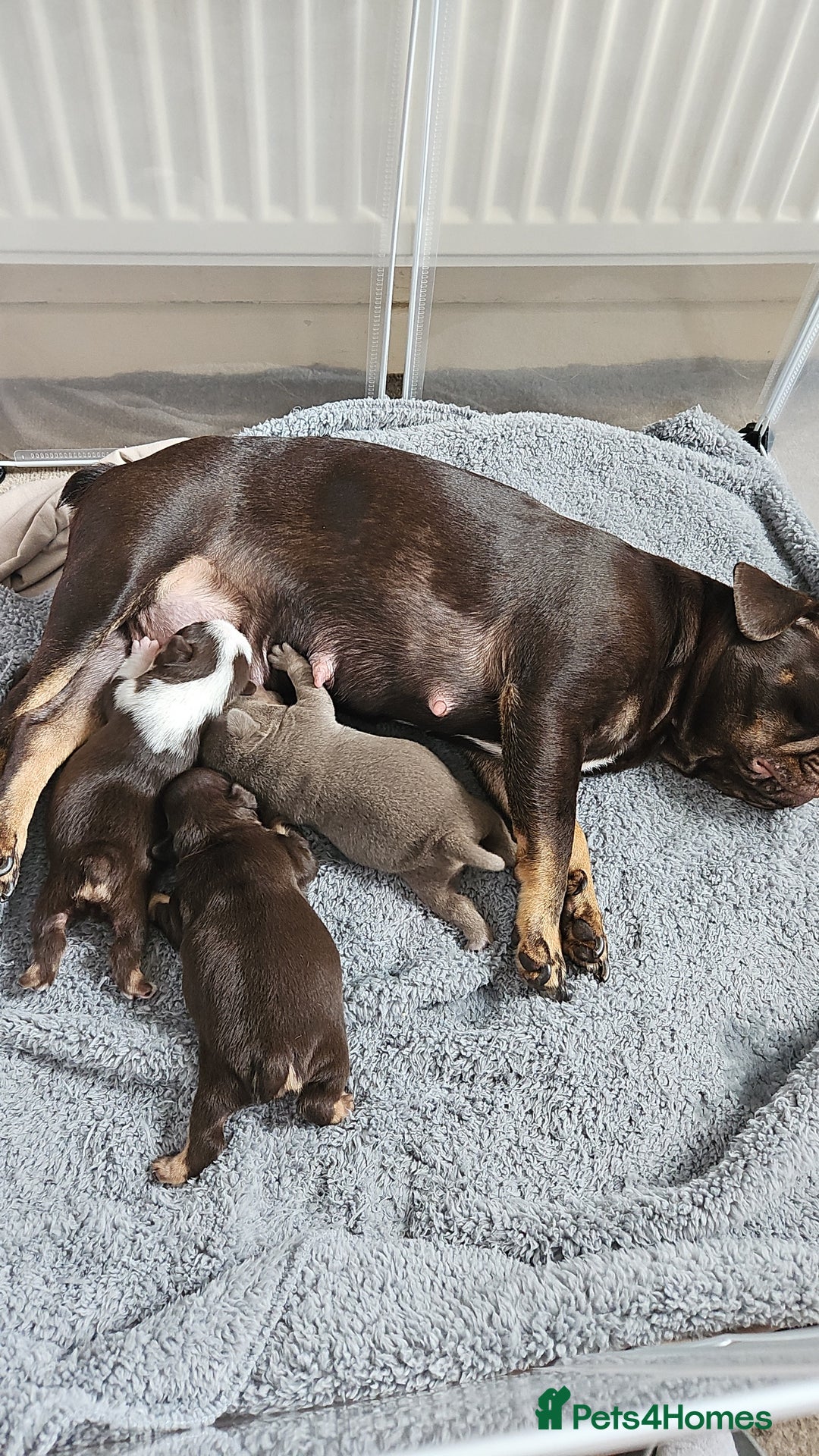 Frug dogs for sale: Frug Puppies Ready Now - Advert 9