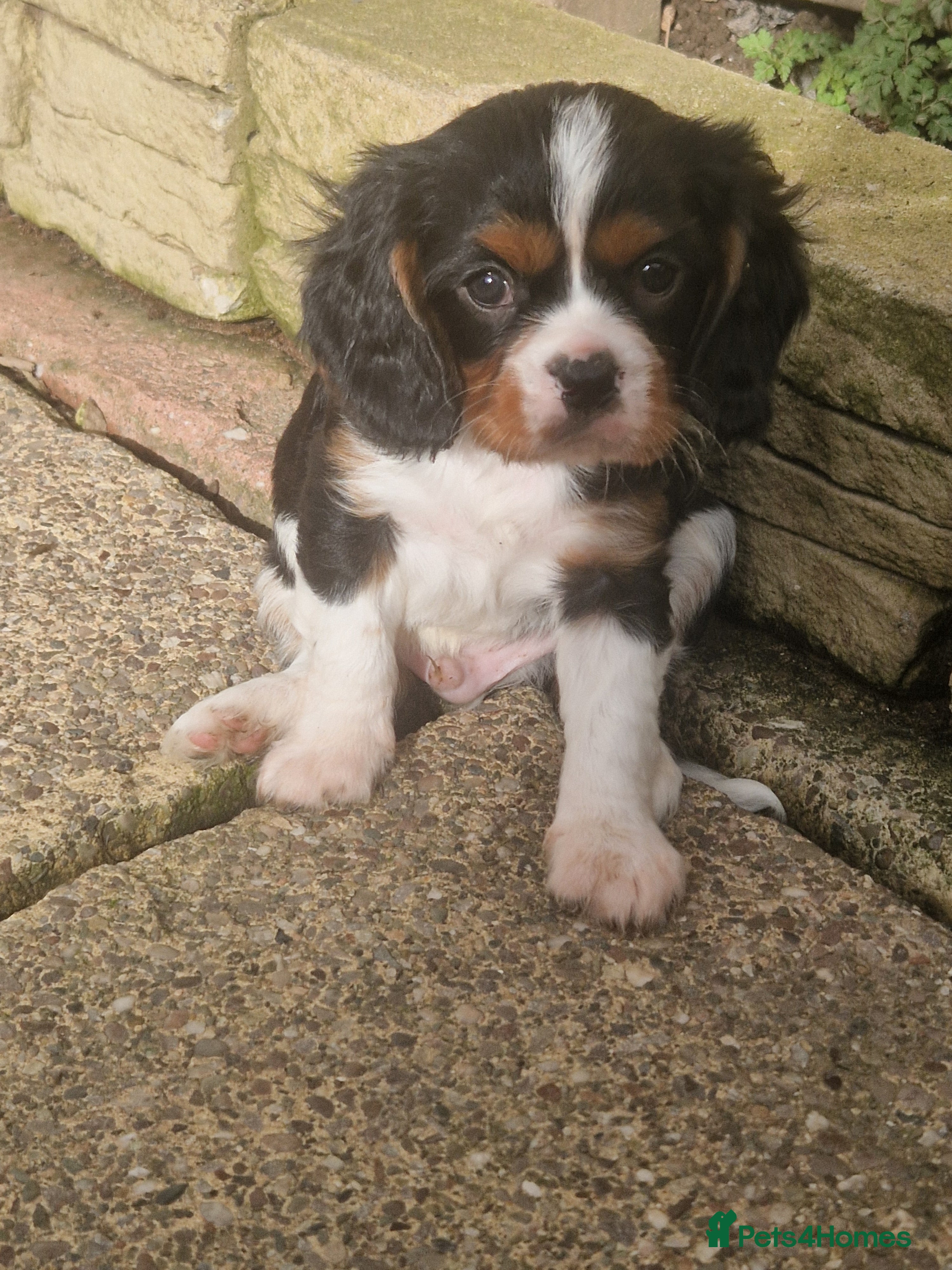Cavalier King Charles Spaniel dogs Cavalier King Charles Spaniel! in Telford - Advert 2