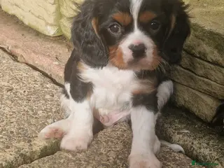 Cavalier King Charles Spaniel dogs Cavalier King Charles Spaniel! in Telford - Advert 10